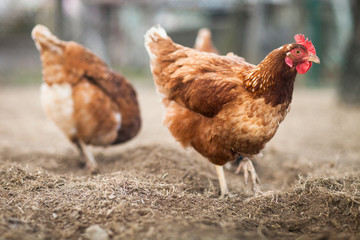 Closeup of a hen in a farmyard (Gallus gallus domesticus)