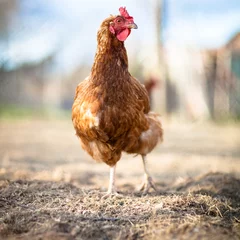 Abwaschbare Fototapete Hähnchen Nahaufnahme einer Henne auf einem Hof (Gallus Gallus Domesticus)