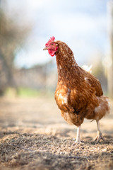 Closeup of a hen in a farmyard (Gallus gallus domesticus)
