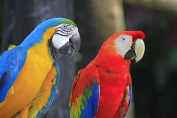 Macaw Close-Up