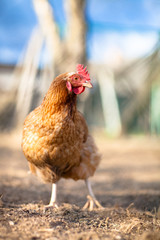 Closeup of a hen in a farmyard (Gallus gallus domesticus)