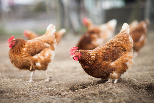 Closeup of a hen in a farmyard (Gallus gallus domesticus)