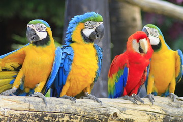 Macaw Close-Up