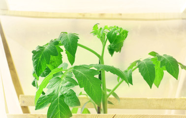 Tomato seedling