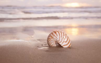 nautilus shell on beach , golden sunrise over  tropical sea