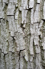 Stamm eines Walnussbaums