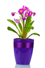 Beautiful purple primrose in a flowerpot isolated on white