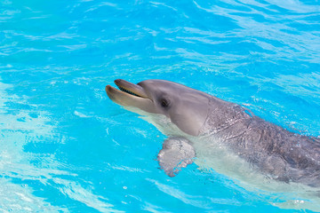 A bottlenose dolphin playing in water park