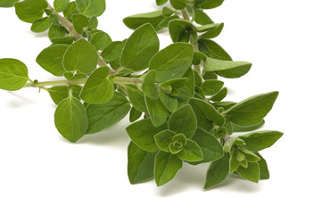 Oregano