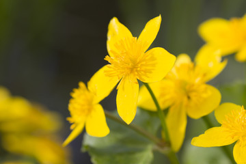 Sumpfdotterblume, Caltha palustris