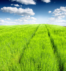 Green field and sky blue with white cloud