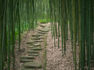 Path in the Bamboo Forest