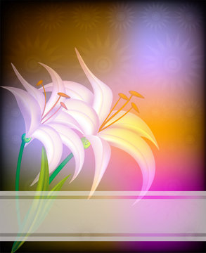 lilium flower background