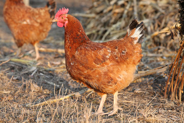 Hen in the bio farm