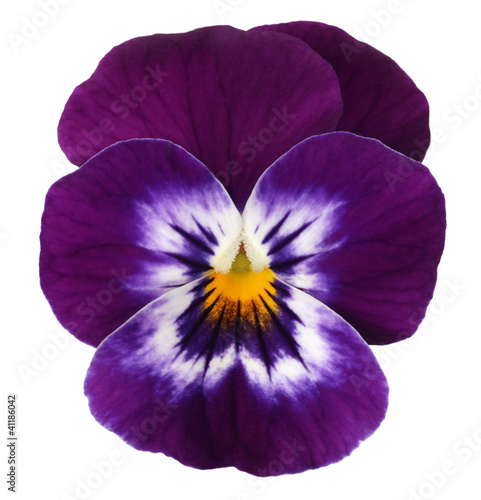 quot violett blue white pansy isolated on white background quot violett blue white pansy isolated on white background