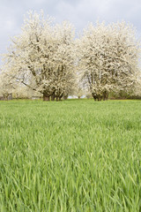 Blühende Kirschbäume auf einer Streuobstwiese