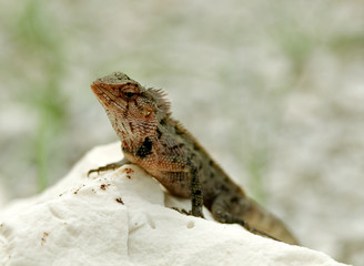 Agama Lizard