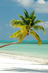 Obraz na płótnie Canvas Palm tree on ocean beach