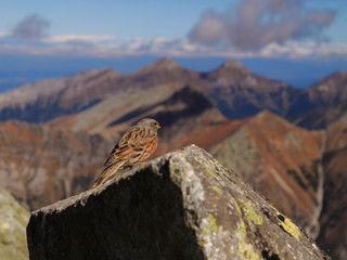 Small Bird in the Mountains
