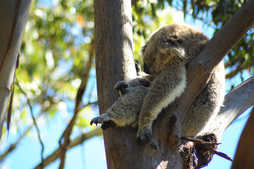 sleeping koala