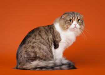 Young scotish highland fold kitten on light brown background