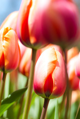 tulips in Holland