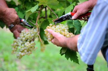 Vendemmia ed uva © linomax