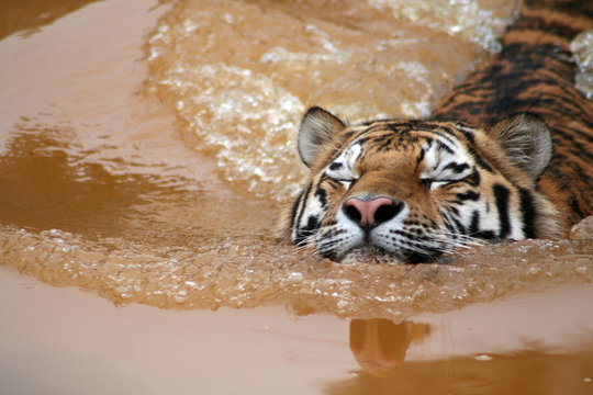 Amurtiger