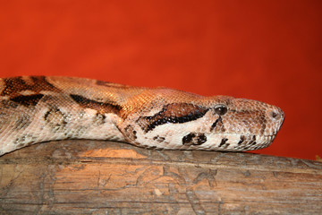 Python