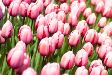 dutch tulips