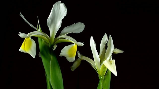 Iris che fioriscono