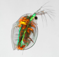 Daphnia - Wasserfloh - water flea - polarisiertes Licht