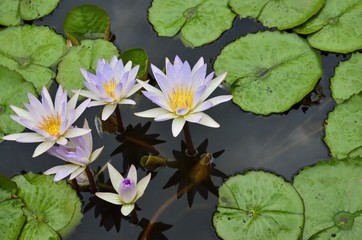 fiori di loto sull'acqua del lago Inle