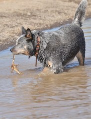australian cattle dog