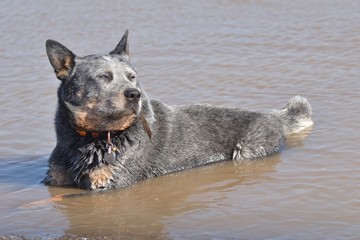 australian cattle dog in water