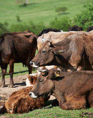 Bulgarian brown cows