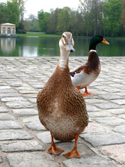 Fototapeta premium Canards