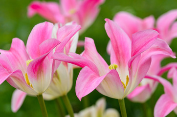 Obraz na płótnie Canvas Sprint: różowe tulipany
