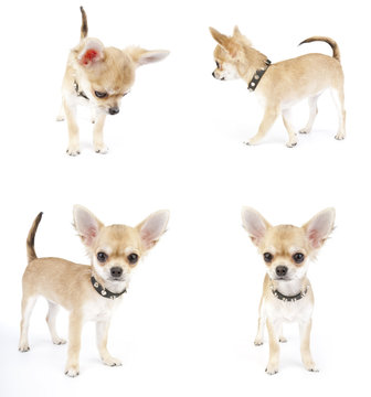 set of Chihuahua puppy with black leather collar images