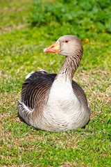 common goose © jesue92