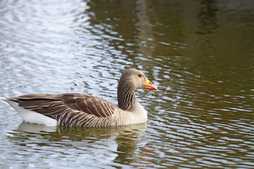 common goose © jesue92