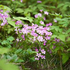 Fototapeta premium Pink oxalis(Oxalis corymbosa) blurred in wind