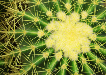 Golden Barrel Cactus(Mila sp.) in close up