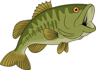 Bass fish