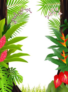 tropical forest background