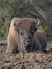 Bison