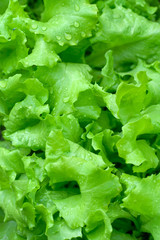 leafs of fresh green salad. closeup