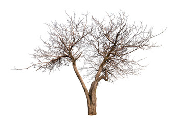 Fototapeta na wymiar pojedyncze drzewa bez liści