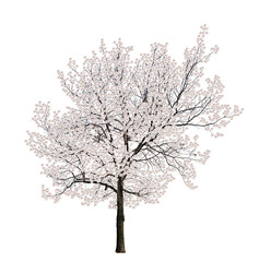 isolated tree white blossom