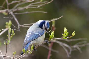 Blue tit on  branch with spring leaves